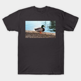 Male Mallard Duck Standing By The Pond T-Shirt